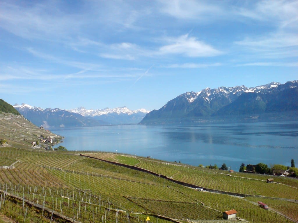 Lausanne Vineyard