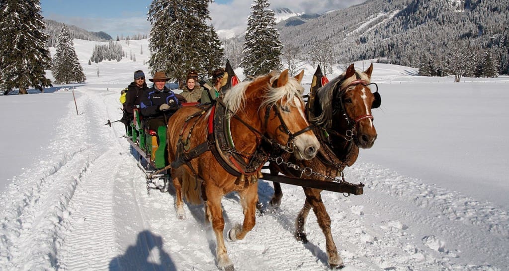 Obertauren horses