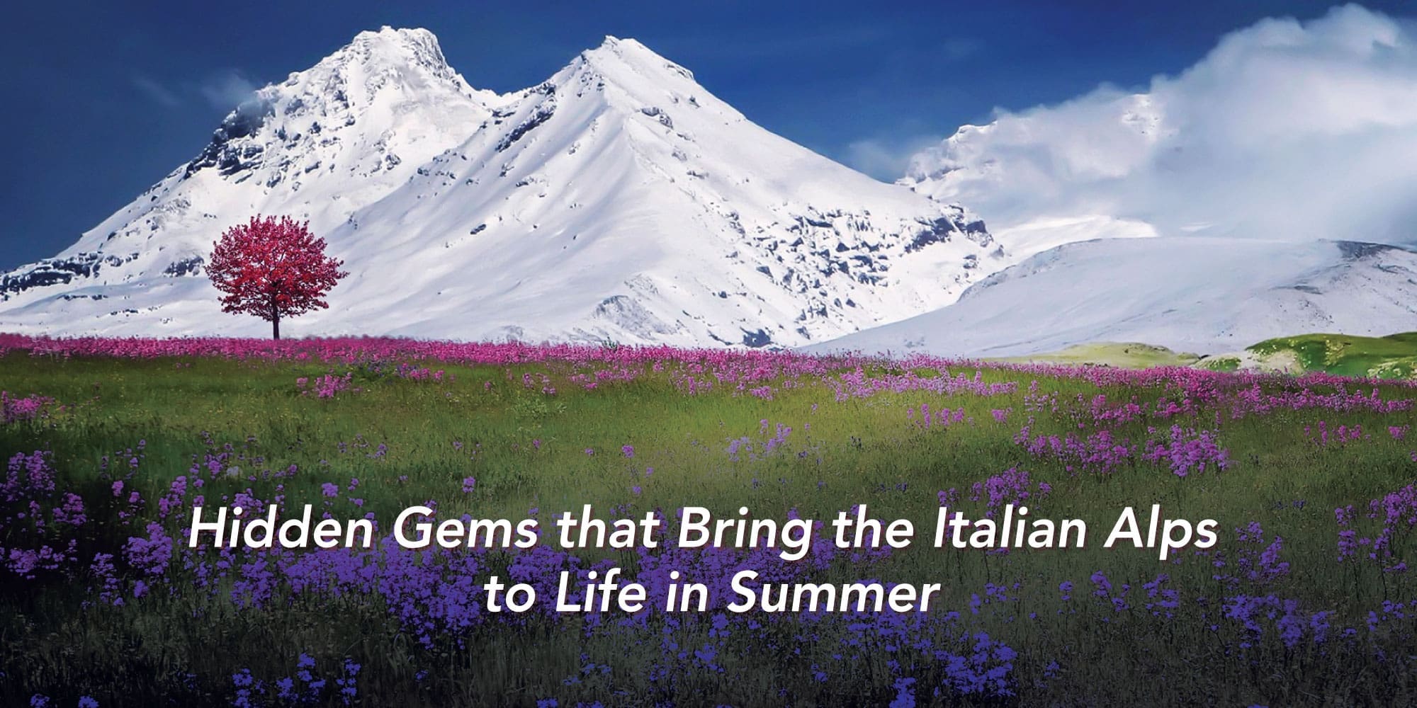 Purple and pink flowers in field in front of white mountain in Italian Alps