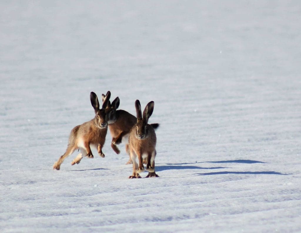 Easter bunnies in the snow