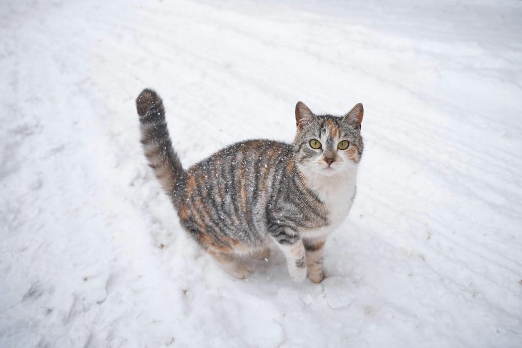 A cat in the snow