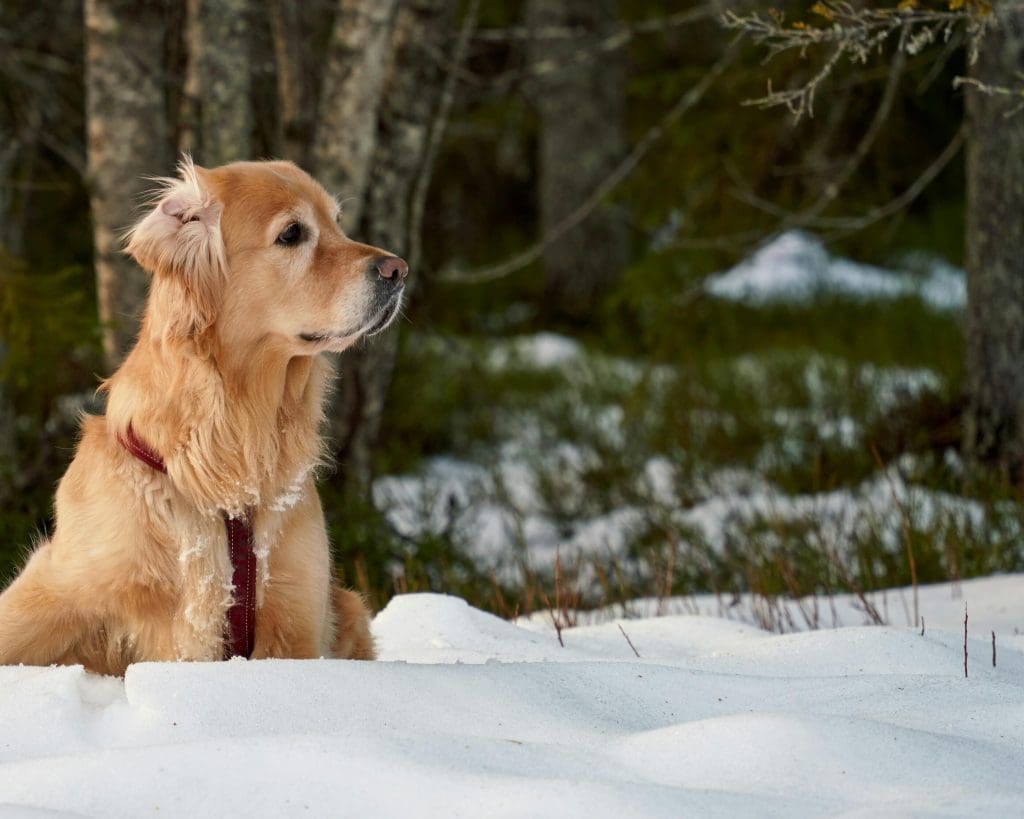 A pet dog in the snow